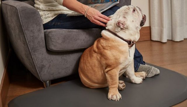 Rest Assured There's No More Hard Floors With Wellness Pet Mats