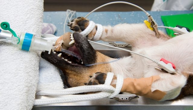 Saving Canine Lives Never Looked So Scary