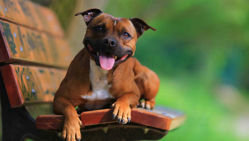 Staffordshire Bull Terrier Breed