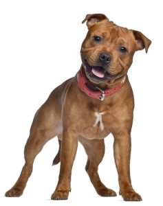 Staffordshire Bull Terrier Profile