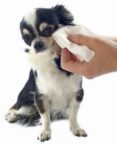 The Truth About Tear Stains on Dogs