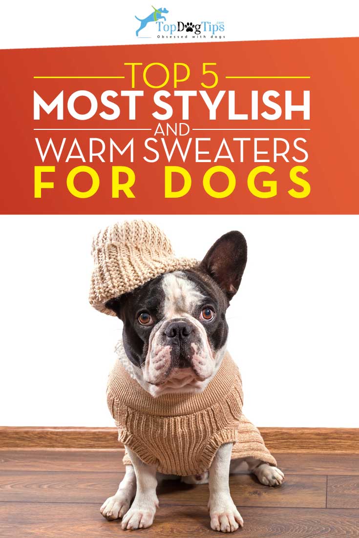 Top Best Dog Sweaters for Warmth & Style