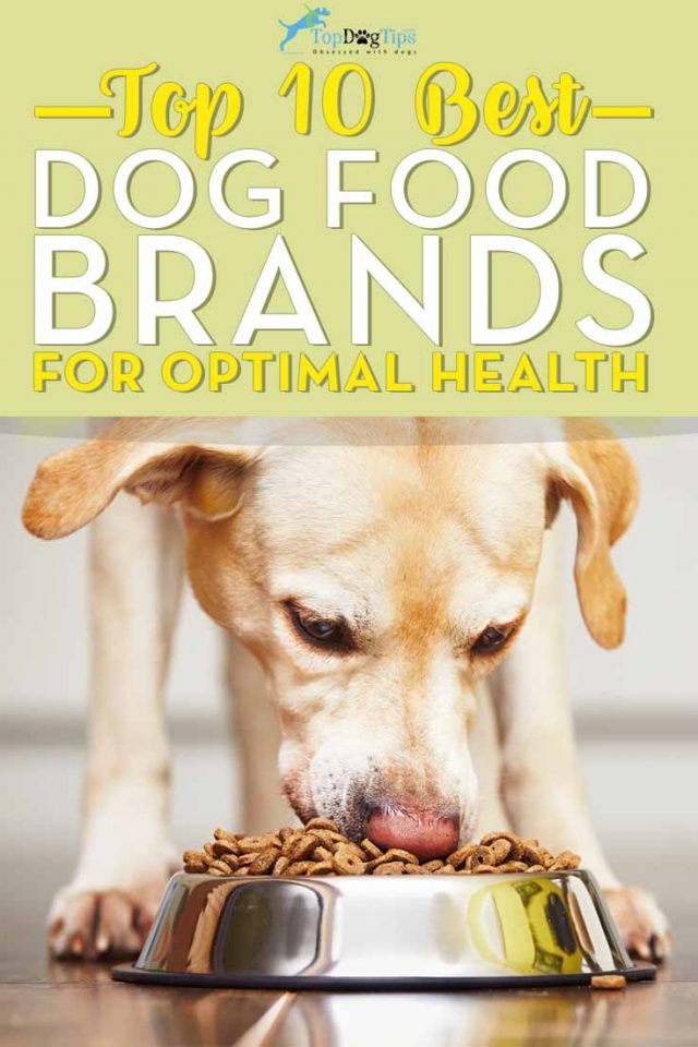 What is the Best Dog Food Brand for Health