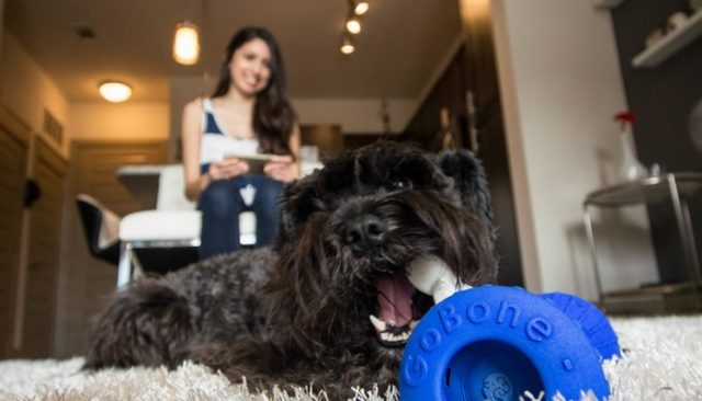 Whoa! Wait Until You See What This Dog Toy Can Do!