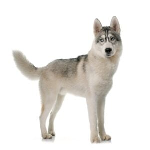 Siberian Husky