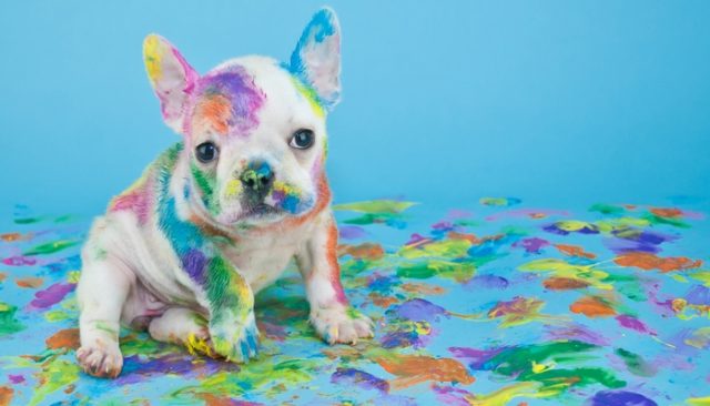 You Can Paint Your Pooch With Dog Paint, But Should You