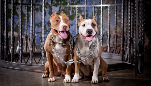 You'll Never Guess What These Pit Bulls Did to Avoid Euthanasia