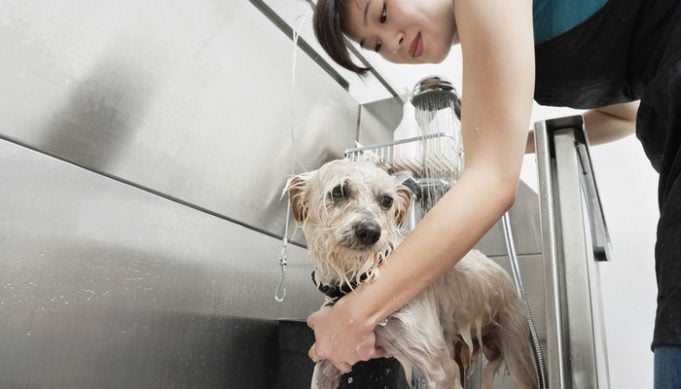 best cheap dog grooming tub for home