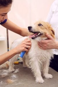 how to find the right dog groomer