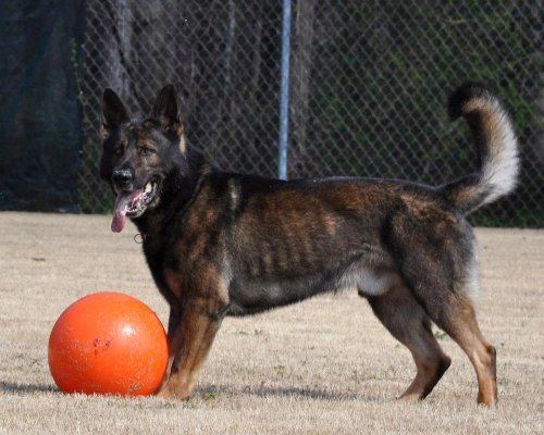 Guaranteed Indestructible Dog Toy