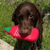 PrideBites Sriracha Dog Toy