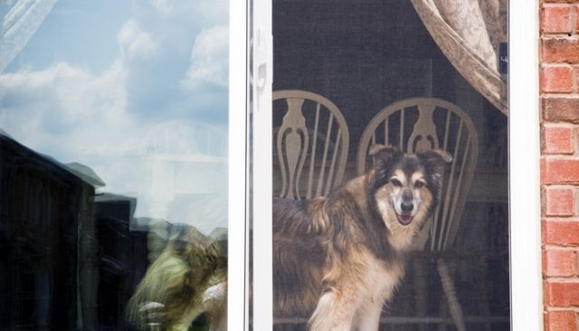 Can You Install A Dog Door In A Sliding Glass Door