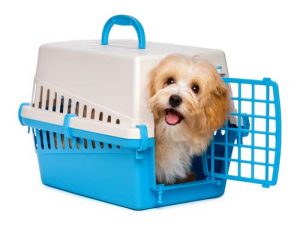 Choose the best dog crate