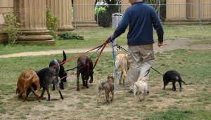 Dog Walker Jobs