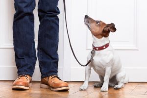 Dog Walker Jobs