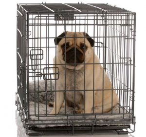 Dog crate as punishment