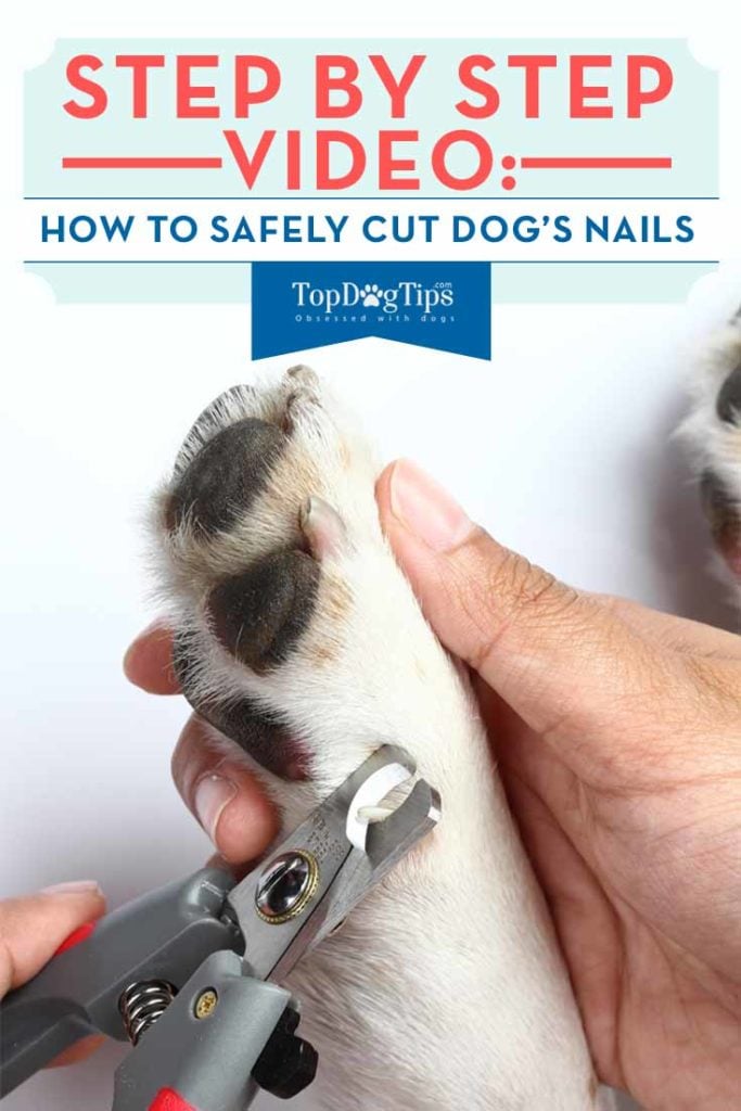 Guide on How to Cut Dog Nails