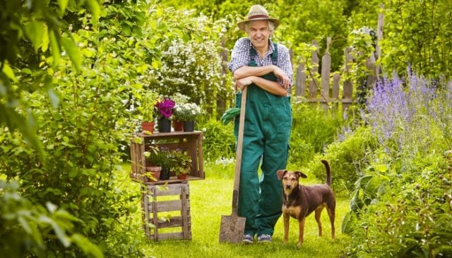 Have You Considered Planting a Dog-Safe Garden