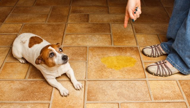 Help Your Dog Communicate with the Barking Mat