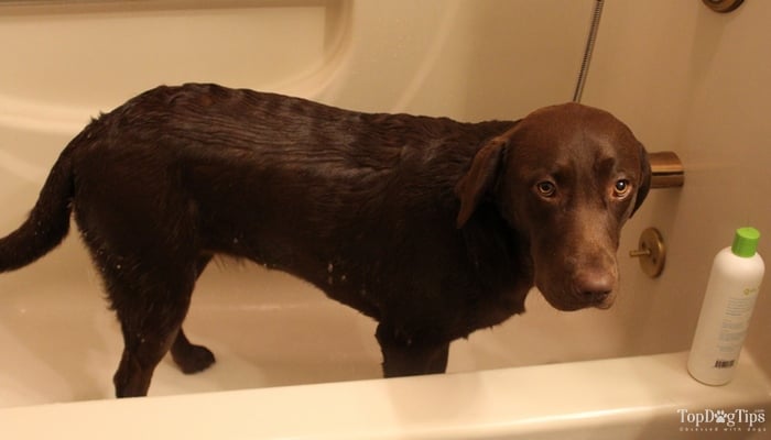 bathing a dog