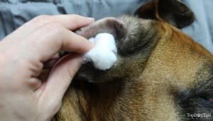 How To Clean Dog Ears Guide