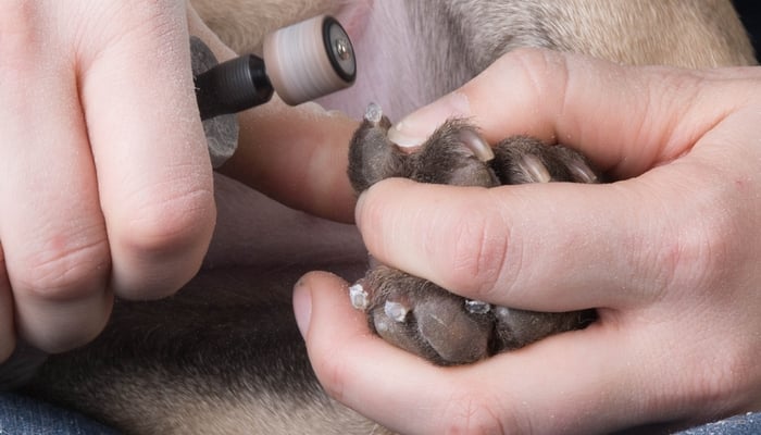 How To Cut Dog's Nails