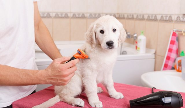 How To Find Local Dog Groomers in Your Area