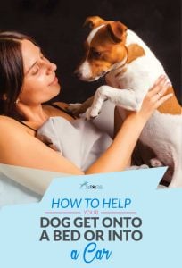 How To Help A Dog Get Onto A Bed or In A Car