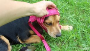 How To Put On A Dog Harness