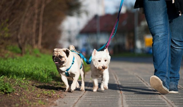 How to Become a Dog Walker