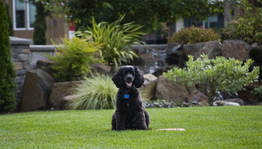 How to Create A Backyard Paradise For Your Dog