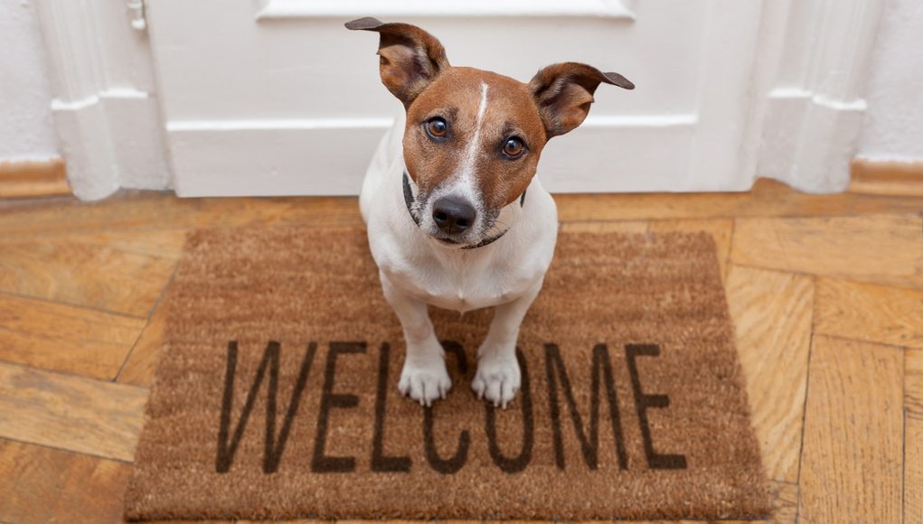 How to Prepare Your Apartment Before Bringing Home Your First Dog