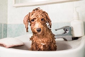 How to bathe a dog video guide