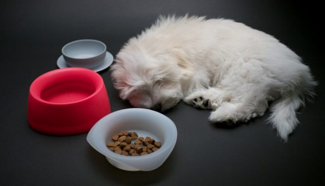 New Dog Food Bowl from Sleepypod Is Ideal for Travelers and Hikers