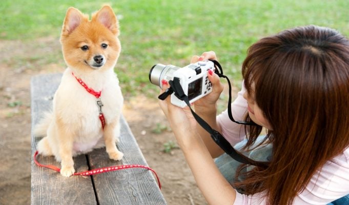 Photography Expert's Tips for Dog Photo Shoots