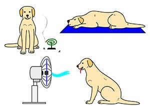 Some ways to prevent heat in dogs