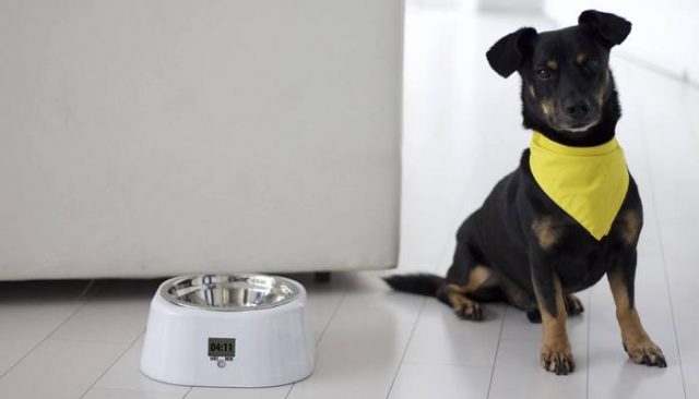 The JustFed Pet Bowl Keeps Fido's Feeding Schedule Consistent