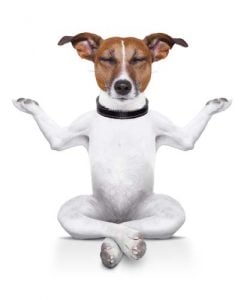 What is Doga - Yoga with Dogs