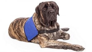 How Dog Cooling Vests Work?