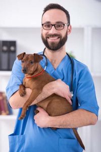 pet insurance for dogs worth it