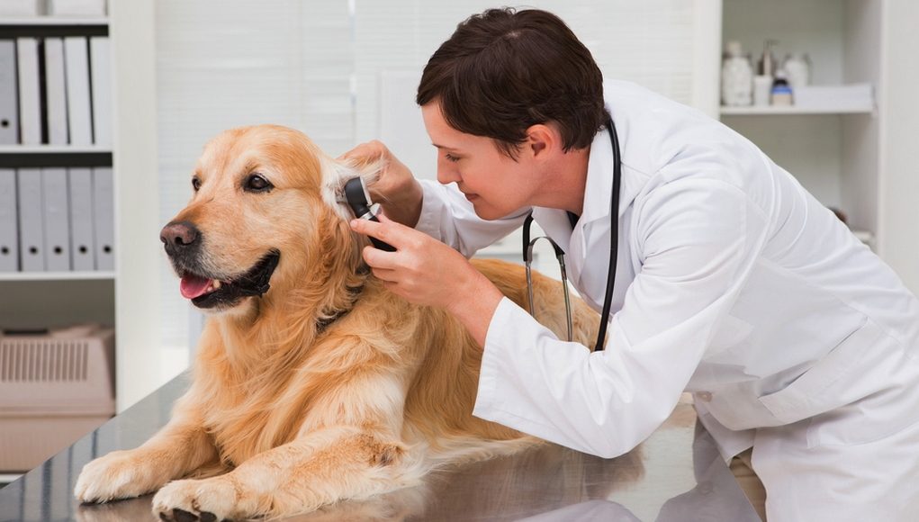 An Ounce of Prevention is Worth a Pound of Cure – For Dogs