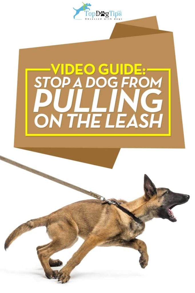 Best Tips on How To Stop A Dog From Pulling on the Leash