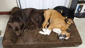 Our three dogs on a Big Barker bed.