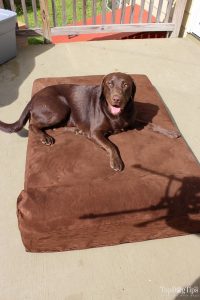 Testing Big Barker tough dog bed