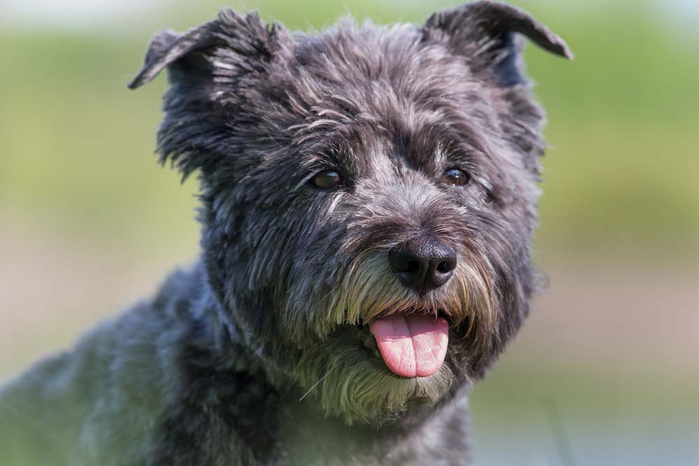 Cairn Terrier