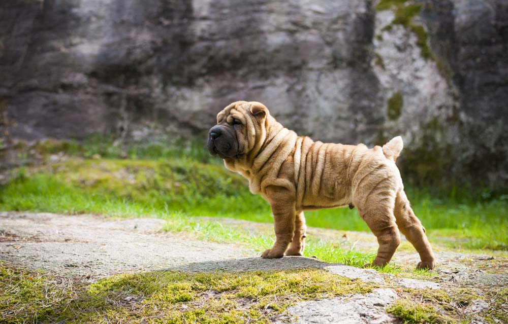 Chinese Shar-Pei