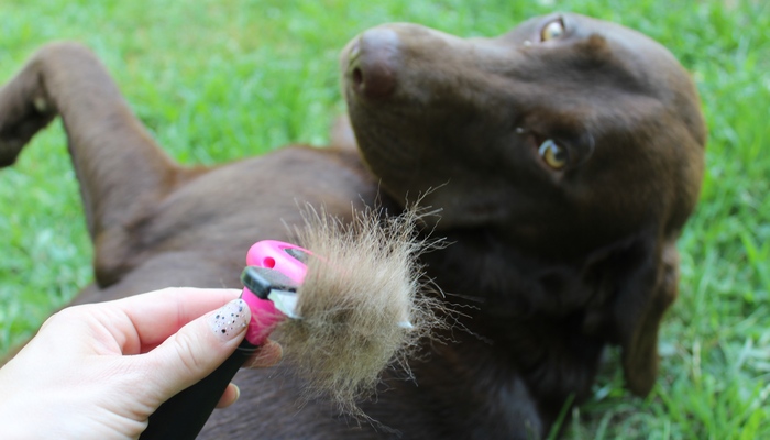 DakPets deshedding tool for dogs