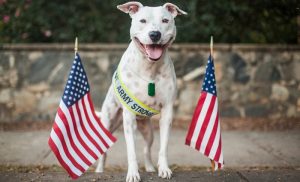 Dogs Welcoming Soldiers Home