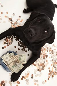 Expensive Dog Food Brands