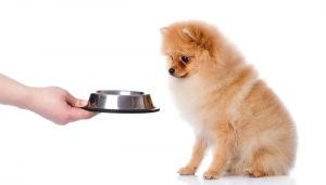 Expensive Dog Food Brands